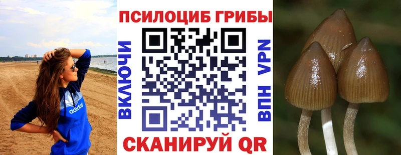 даркнет какой сайт Ставрополь Псилоцибиновые грибы прущие грибы даркнет сайт